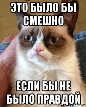 это было бы смешно если бы не было правдой, Мем Grumpy Cat small