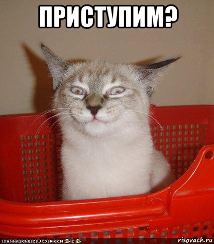 приступим? , Мем Хитрый кошак