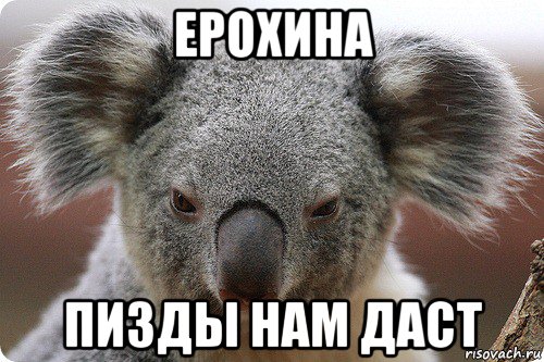 ерохина пизды нам даст, Мем Коала