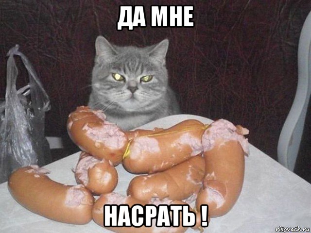 да мне насрать !, Мем Кот пофигист