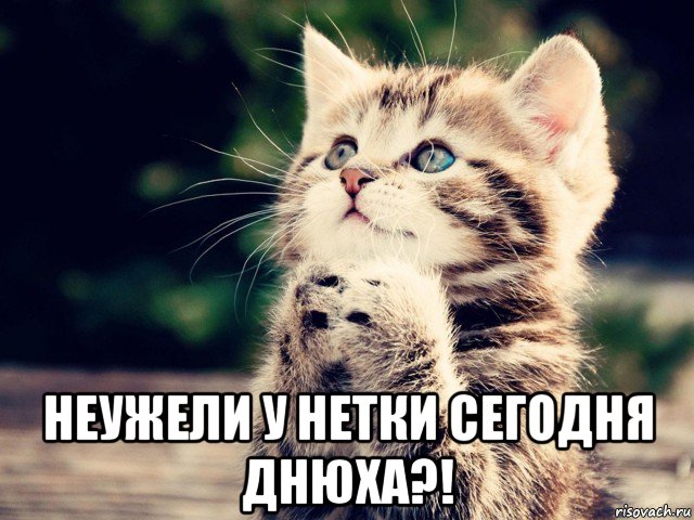  неужели у нетки сегодня днюха?!