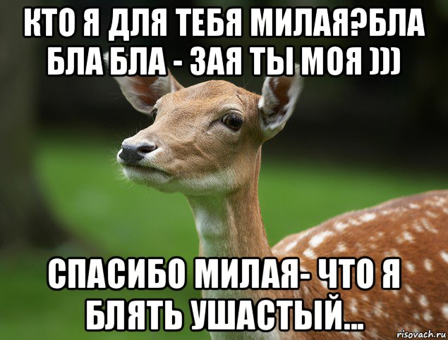 кто я для тебя милая?бла бла бла - зая ты моя ))) спасибо милая- что я блять ушастый...