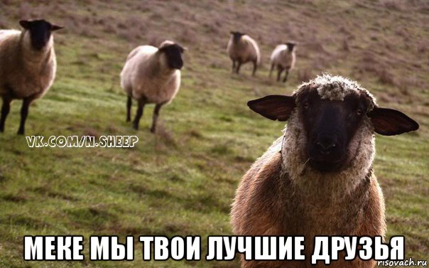  меке мы твои лучшие друзья, Мем  Наивная Овца