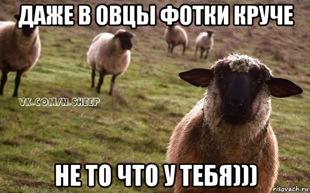 даже в овцы фотки круче не то что у тебя))), Мем  Наивная Овца