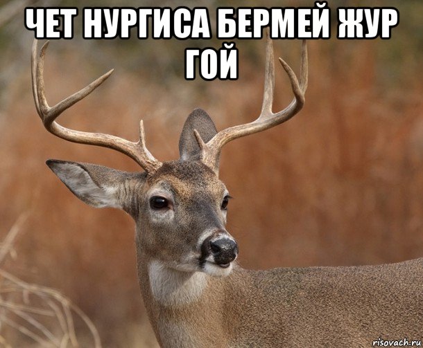 чет нургиса бермей жур гой 