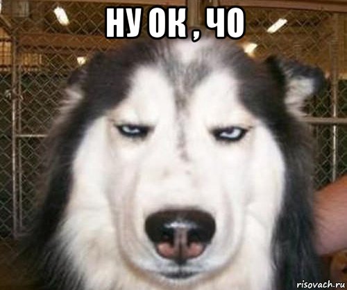 ну ок , чо 
