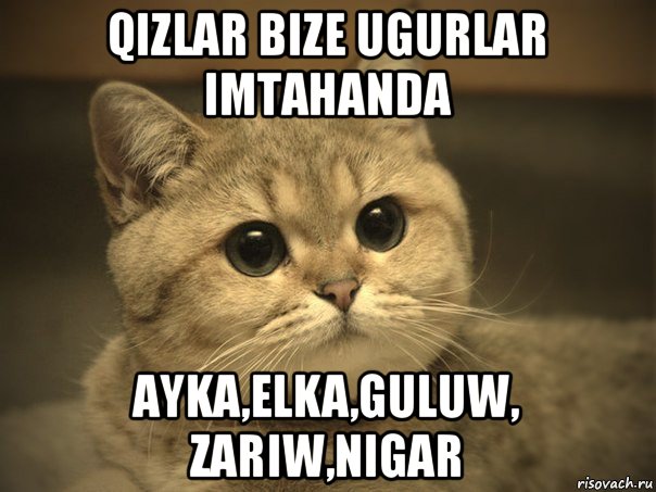 qizlar bize ugurlar imtahanda ayka,elka,guluw, zariw,nigar, Мем Пидрила ебаная котик