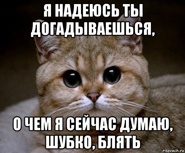 я надеюсь ты догадываешься, о чем я сейчас думаю, шубко, блять, Мем Пидрила Ебаная