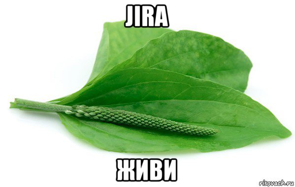 jira живи, Мем подорожник