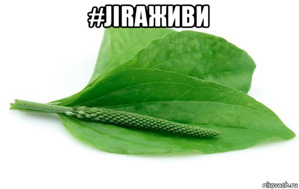 #jiraживи 