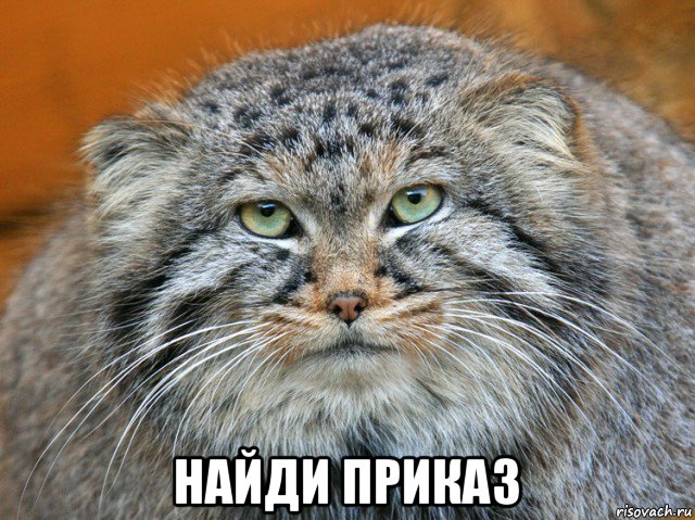  найди приказ