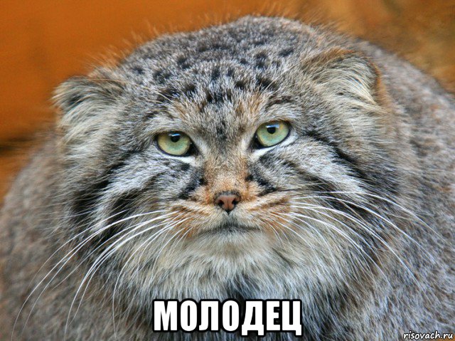  молодец