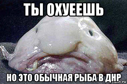ты охуеешь но это обычная рыба в днр, Мем Рыба-капля
