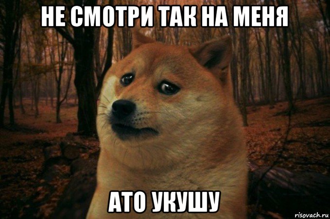 не смотри так на меня ато укушу, Мем SAD DOGE