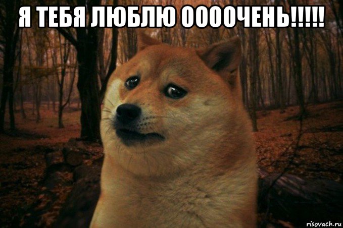 я тебя люблю оооочень!!!!! , Мем SAD DOGE