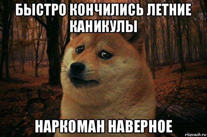 быстро кончились летние каникулы наркоман наверное, Мем SAD DOGE