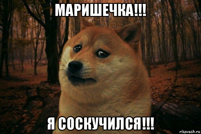 маришечка!!! я соскучился!!!, Мем SAD DOGE