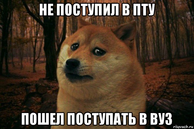 не поступил в пту пошел поступать в вуз, Мем SAD DOGE