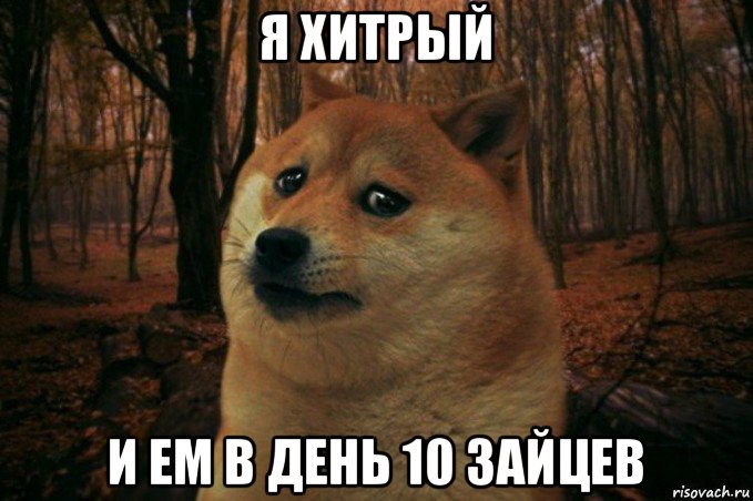 я хитрый и ем в день 10 зайцев, Мем SAD DOGE