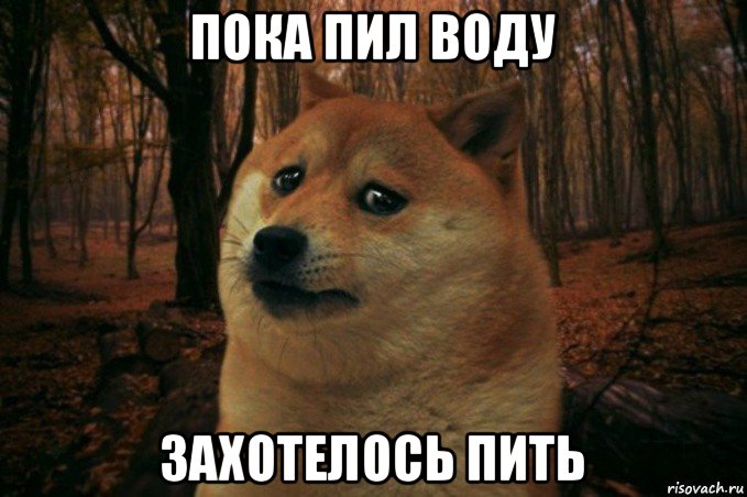 пока пил воду захотелось пить, Мем SAD DOGE