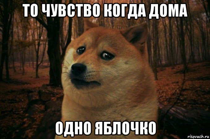 то чувство когда дома одно яблочко, Мем SAD DOGE