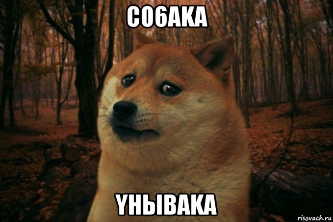 co6aka yhыbaka, Мем SAD DOGE