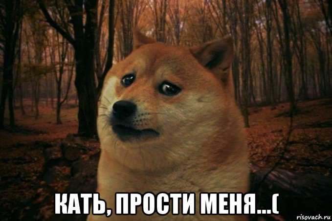  кать, прости меня...(, Мем SAD DOGE