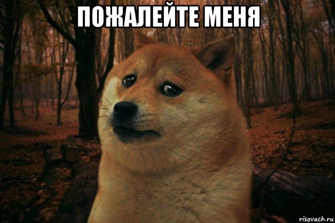 пожалейте меня , Мем SAD DOGE