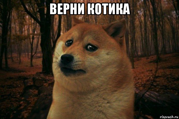 верни котика , Мем SAD DOGE