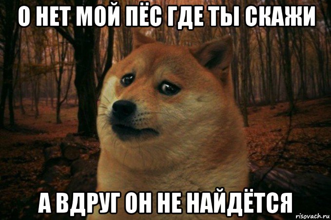 о нет мой пёс где ты скажи а вдруг он не найдётся, Мем SAD DOGE