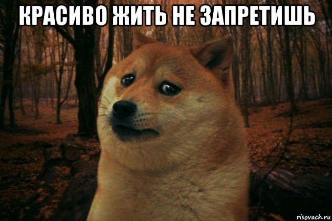 красиво жить не запретишь , Мем SAD DOGE