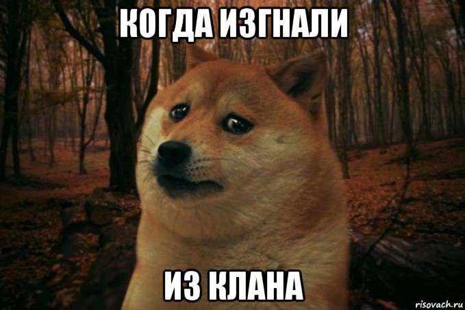 когда изгнали из клана, Мем SAD DOGE