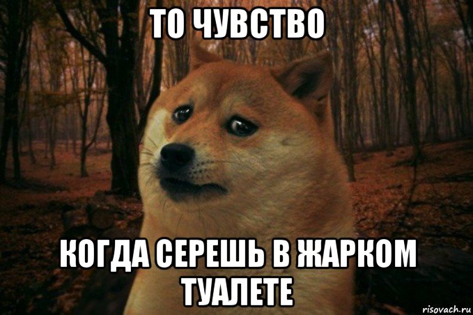 то чувство когда серешь в жарком туалете, Мем SAD DOGE