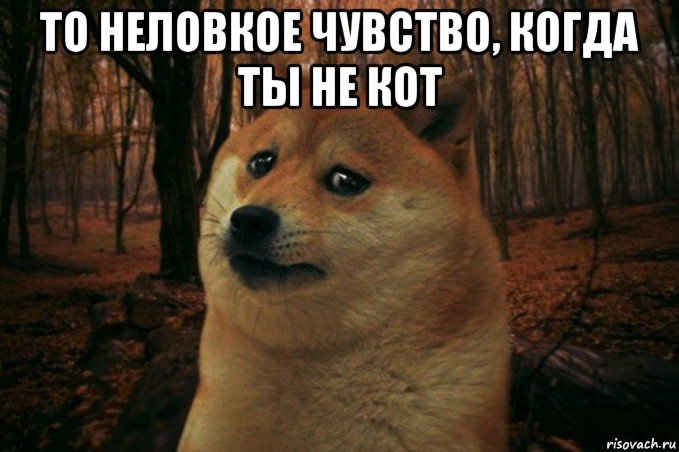 то неловкое чувство, когда ты не кот , Мем SAD DOGE