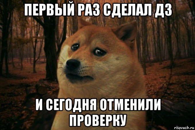 первый раз сделал дз и сегодня отменили проверку, Мем SAD DOGE