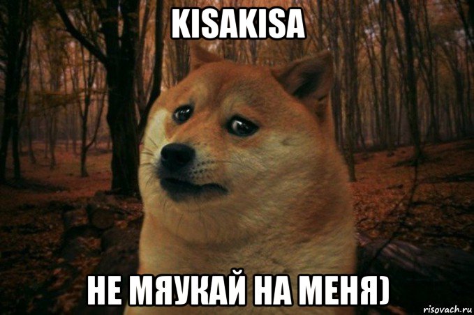 kisakisa не мяукай на меня), Мем SAD DOGE