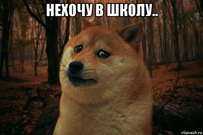 нехочу в школу.. , Мем SAD DOGE