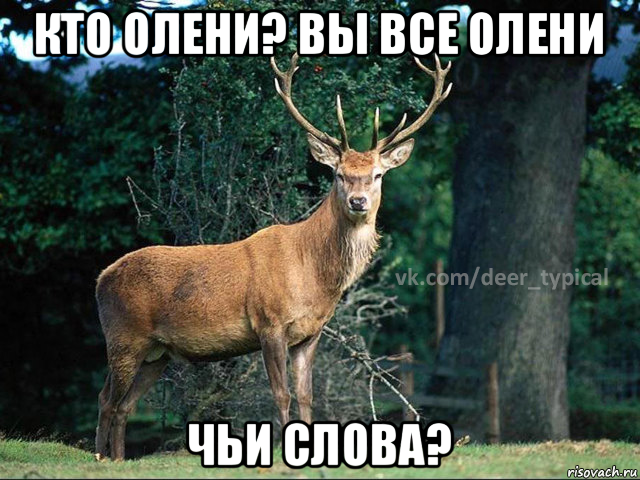 кто олени? вы все олени чьи слова?, Мем Паблик Типичный олень