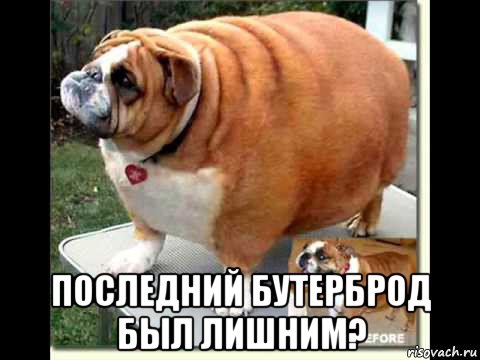  последний бутерброд был лишним?