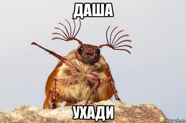 даша ухади