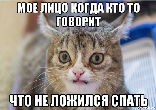 мое лицо когда кто то говорит что не ложился спать, Мем Упоротый кот