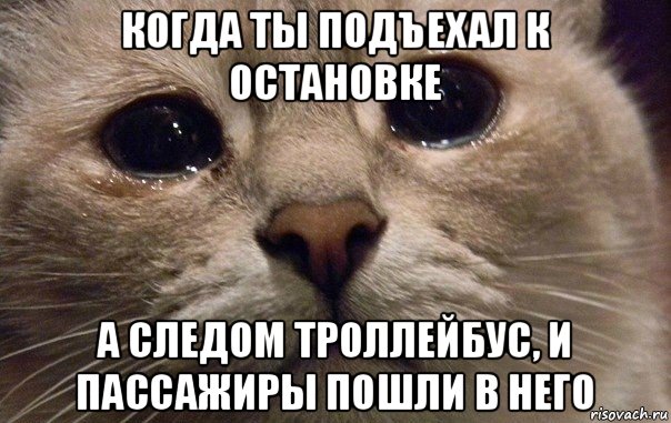 когда ты подъехал к остановке а следом троллейбус, и пассажиры пошли в него, Мем   В мире грустит один котик