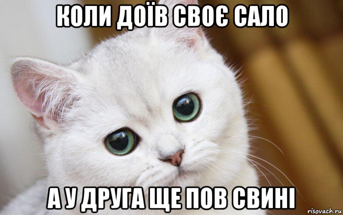 коли доїв своє сало а у друга ще пов свині, Мем  В мире грустит один котик