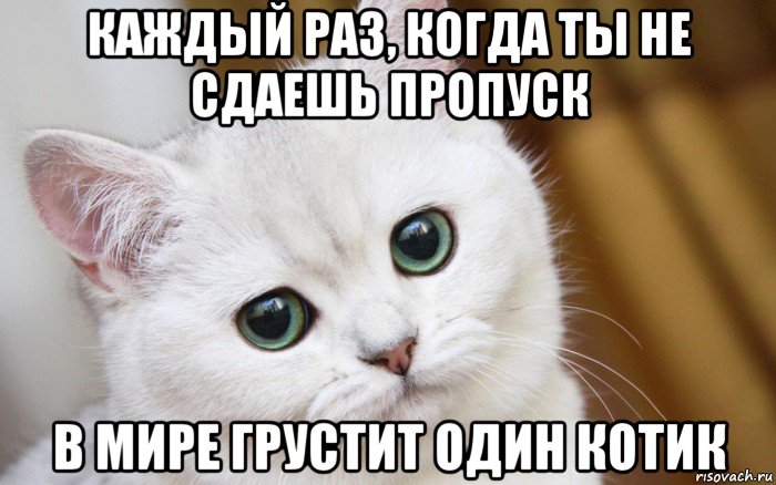 каждый раз, когда ты не сдаешь пропуск в мире грустит один котик, Мем  В мире грустит один котик