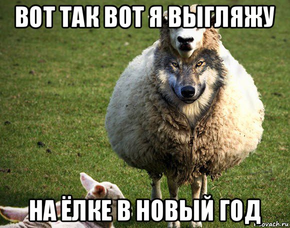 вот так вот я выгляжу на ёлке в новый год, Мем Злая Овца