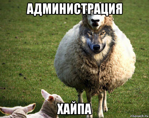 администрация хайпа, Мем Злая Овца