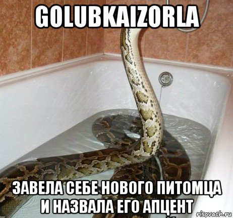 golubkaizorla завела себе нового питомца и назвала его апцент
