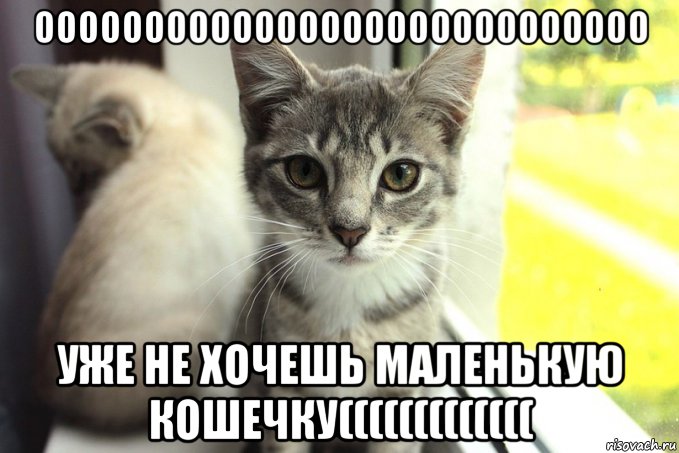 оооооооооооооооооооооооооооо уже не хочешь маленькую кошечку(((((((((((((, Мем 1