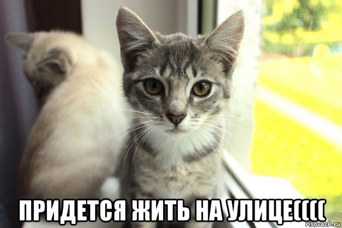  придется жить на улице((((, Мем 1