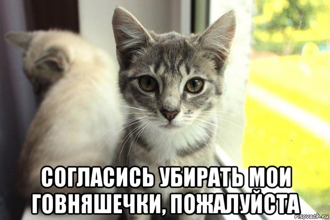  согласись убирать мои говняшечки, пожалуйста, Мем 1